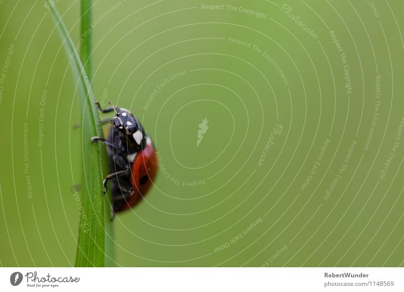 ladybugs Nature Meadow Animal Beetle 1 Brash Free Green Red Black White Macro (Extreme close-up) Ladybird Colour photo Close-up Morning Light