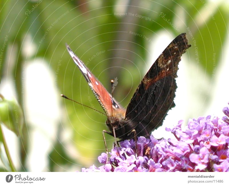 Butterfly *5 Flower Red Black Wing plant