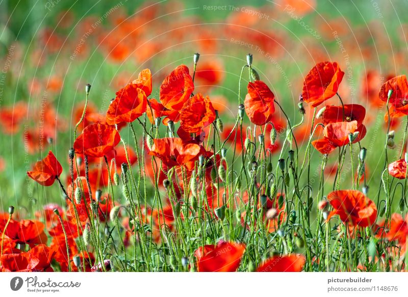 summer field Summer Sun Landscape Plant Wild plant Corn poppy Field Natural Green Red Colour Idyll Nature Colour photo Exterior shot Copy Space top Morning