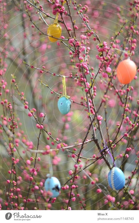 Easter Garden Decoration Feasts & Celebrations Spring Plant Tree Bushes Leaf Blossom Multicoloured Easter egg Egg Bud Spring colours Blossoming Colour photo