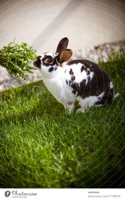 Hasi and green Dandelion Style Spring Beautiful weather Garden Pet Animal face Paw Pygmy rabbit Hare & Rabbit & Bunny Mammal Hare ears Spoon Fragrance