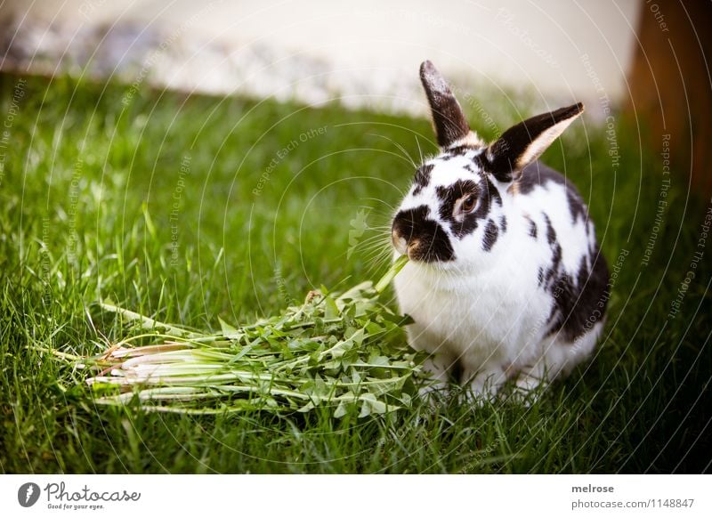 healthy snack Dandelion Pet Animal face Pelt Paw Pygmy rabbit Hare ears Mammal Hare & Rabbit & Bunny 1 meal break Relaxation To feed To enjoy Sit Beautiful