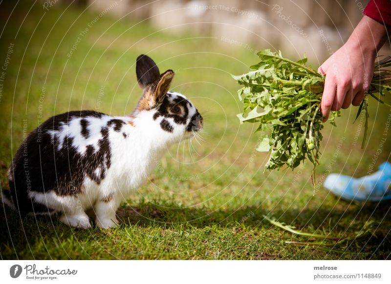 Grinding unit Dandelion Lifestyle Girl Infancy Hand Fingers 1 Human being 8 - 13 years Child Spring Beautiful weather Garden Pet Pelt Paw Pygmy rabbit Hare ears