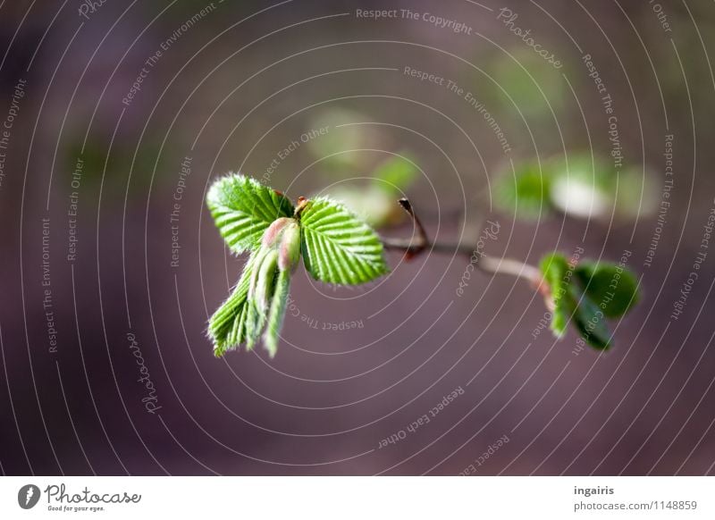 It's sprouting! Nature Plant Spring Tree Leaf Branch Twig Beech leaf Illuminate Growth Fresh Natural New Gray Green Violet White Moody Spring fever Life