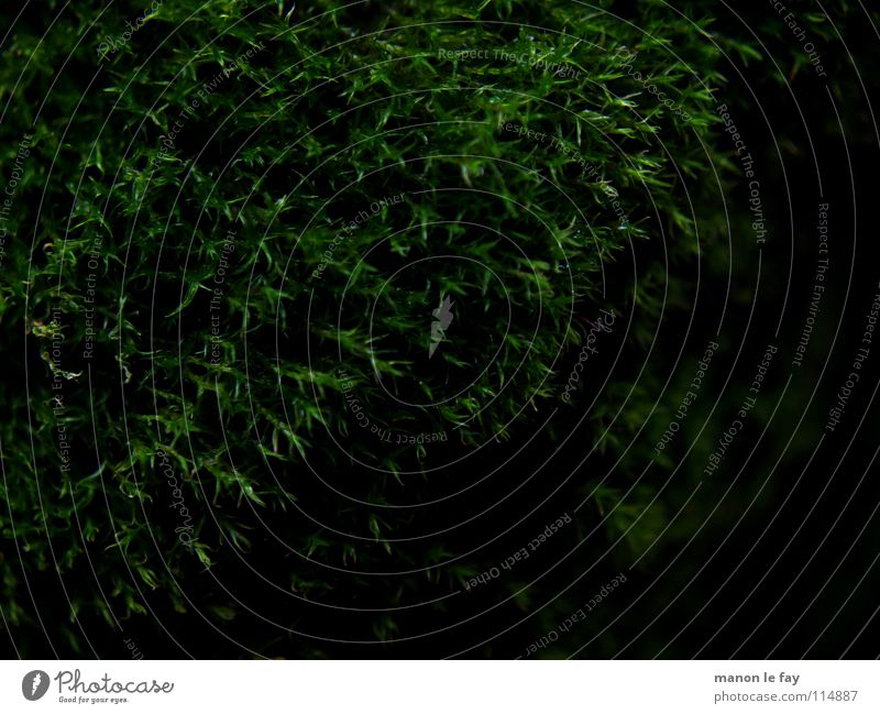 Morgue Black Green Near Soft Autumn Background picture Night Glittering Carpet Carpet of moss Macro (Extreme close-up) Close-up Nature