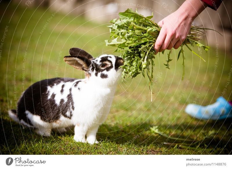 sniff sniff rabbit food Dandelion Girl Infancy Hand Fingers Feet 1 Human being 8 - 13 years Child Pet Animal face Pelt Paw Pygmy rabbit Hare & Rabbit & Bunny