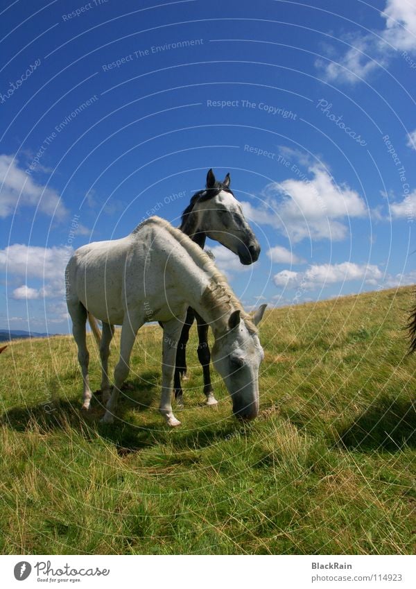 freedom Horse Summer Grass Clouds Horizon Sky Freedom Shadow