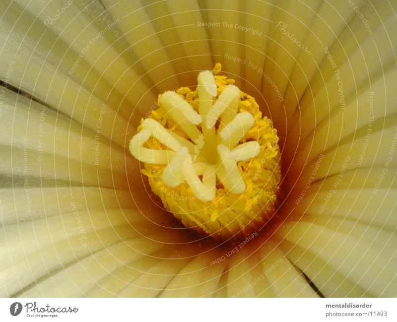 very close *2 Blossom Yellow White Cactus Pollen