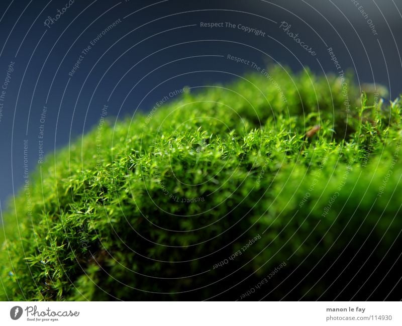 Green head Black Near Soft Blur Autumn Background picture Night Glittering Carpet Carpet of moss Macro (Extreme close-up) Close-up Blue Nature