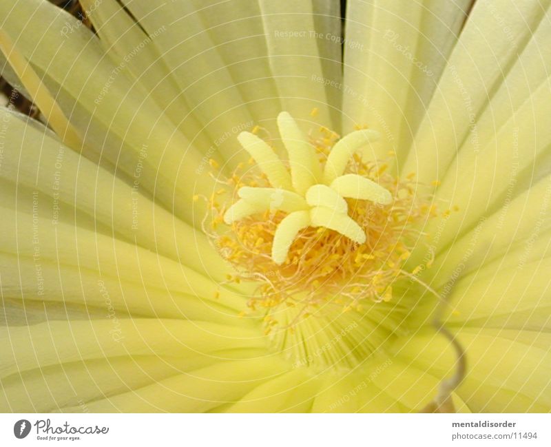 very close *3 Blossom Yellow White Cactus Pollen