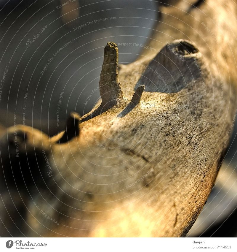 excrescences Wood Tree stump Surface Volcanic crater Driftwood Difference Enlarged Macro (Extreme close-up) Close-up Winter Branch ulcer Shadow