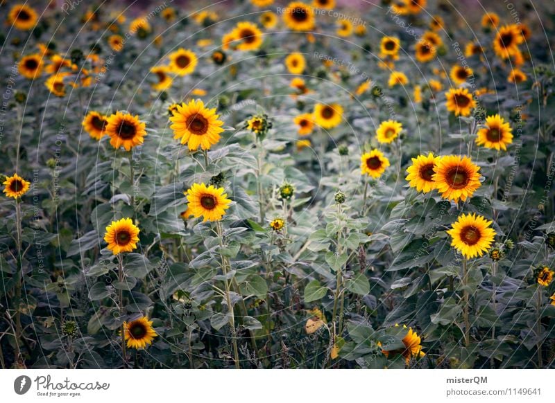 Head hanger. Art Environment Nature Landscape Esthetic Sunflower Sunflower field Agriculture Yellow Many Flower Colour photo Subdued colour Exterior shot Detail