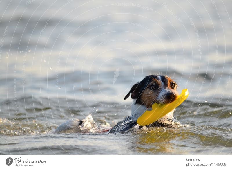 Dog in the ocean Animal Pet Animal face 1 Water Swimming & Bathing Movement Free Friendliness Happiness Happy Good Funny Wet Cute Positive Smart Speed Blue