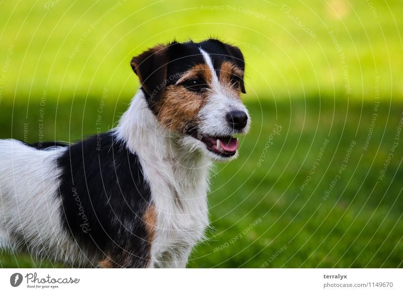 Jack Russell Terrier Animal Pet Dog Animal face 1 Observe Looking Stand Friendliness Happiness Beautiful Feminine Green Loyal Interest Joy Happy Curiosity Alert