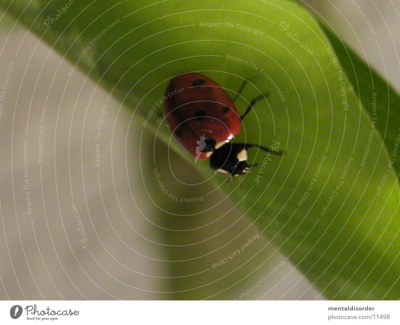 ladybugs Crawl Leaf Plant Red Black Green Transport Point