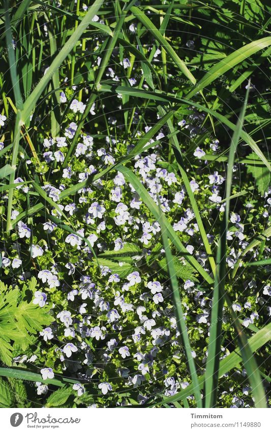 There must be a nest there. Environment Nature Plant Beautiful weather Grass Blossom Meadow Esthetic Dark Simple Natural Green White Emotions Shadow