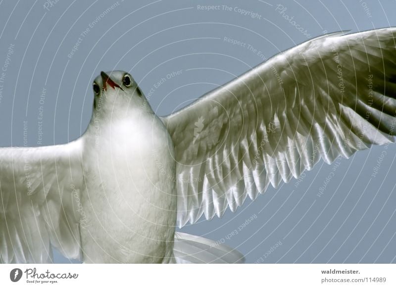 Day Gull - End of Series Seagull Black-headed gull  Bird Ocean Beach Sky Aviation Flying Wing Feather