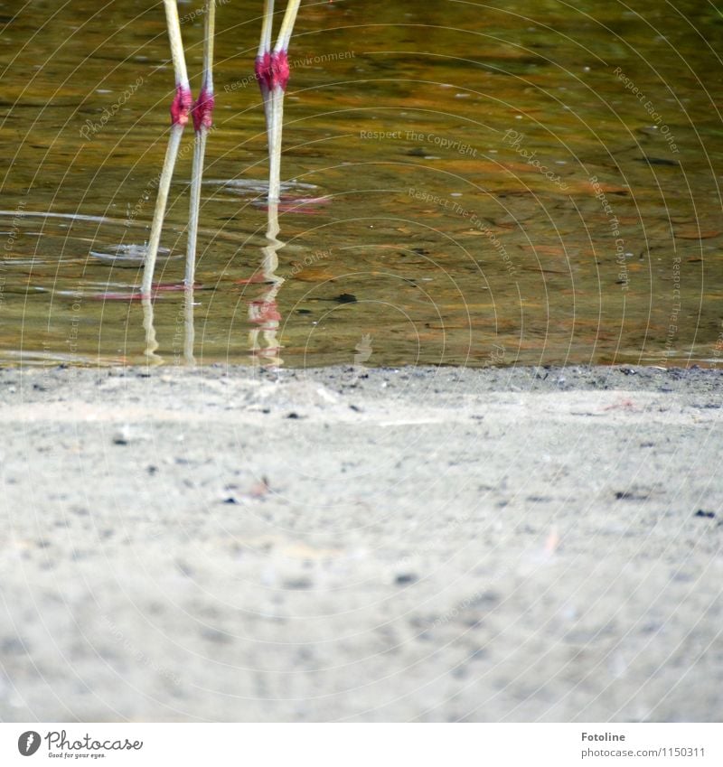 Bath | Weather Environment Nature Animal Elements Earth Sand Water Beautiful weather Coast Lakeside Pond Bird 2 Near Wet Natural Flamingo Legs Colour photo