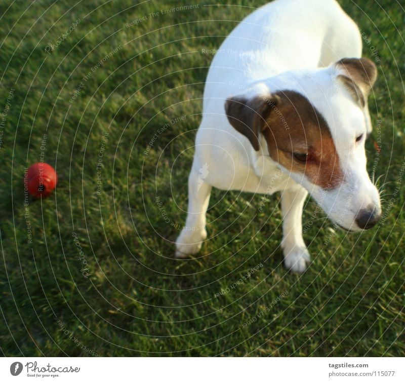 distracted Dog Russell Terrier Playing Going Meadow Grass Green White Brown Red Curiosity Inattentive Watchfulness Evening sun Listening Sense of hearing