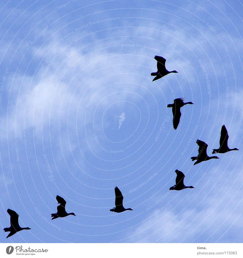 high achiever Sky Clouds Wild animal Bird Wing Goose Group of animals Flock Blue Esthetic Contentment Life Hover South Flock of birds 8 Puppy love lead animal