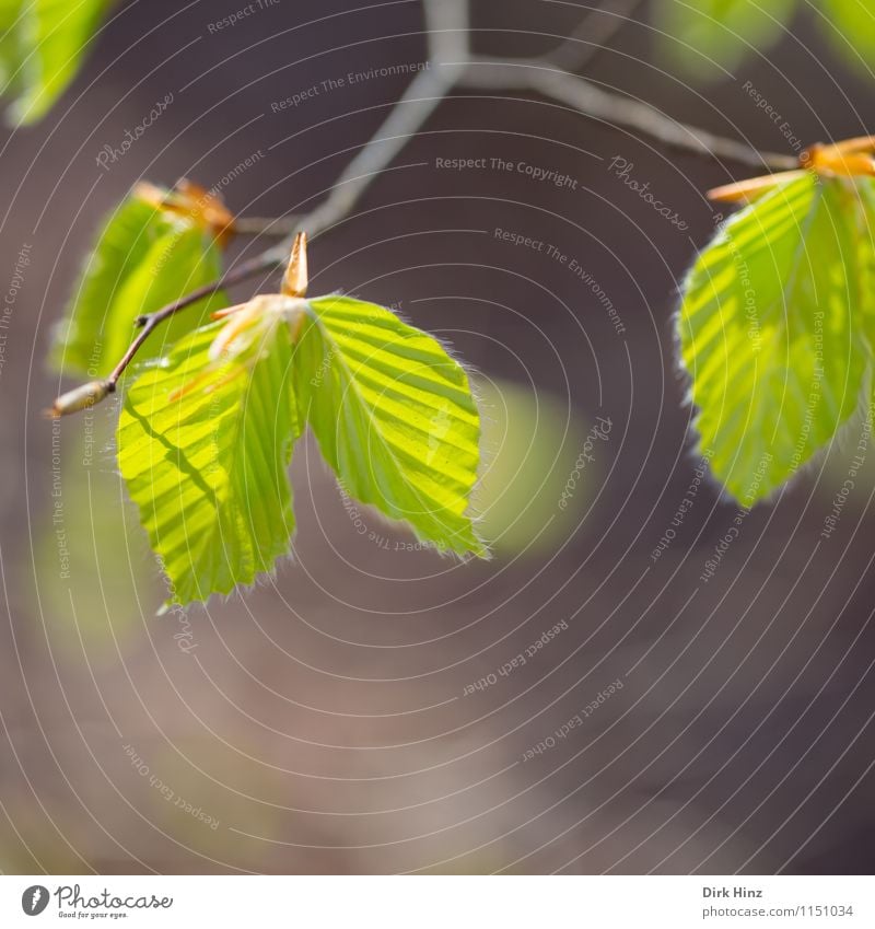 Carpinus betulus Environment Nature Plant Spring Tree Leaf Wild plant Garden Park Forest Brown Green Emotions Joie de vivre (Vitality) Spring fever Beautiful