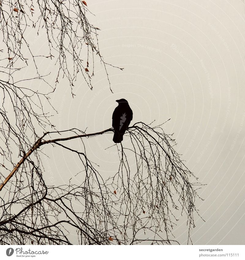 krabat Crow Raven birds Bird Tree Leaf Leafless Winter Autumn Crouch Crouching Room Bad weather Clouds Calm Relaxation Grief Boredom Break Dangerous Menacing