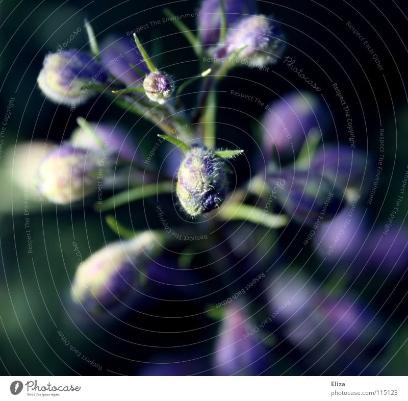 Still growing Spring Macro (Extreme close-up) Flower Blossoming Plant Nature Garden Violet White Delicate Blur Sprout Growth Close-up Bud