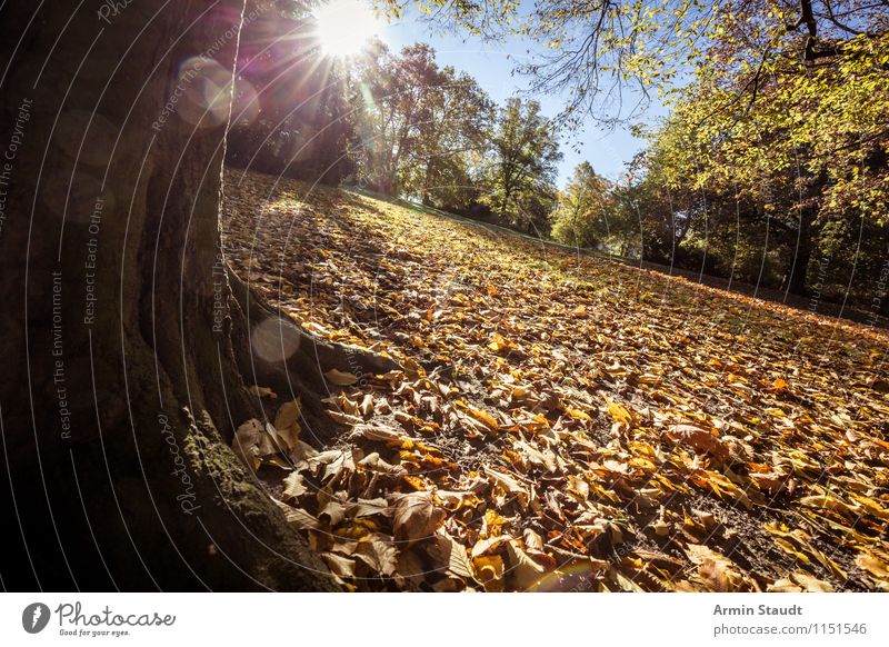 Autumn steep Nature Landscape Earth Cloudless sky Sun Sunlight Beautiful weather Tree Autumn leaves Woodground Park Meadow Illuminate Faded Fresh Natural