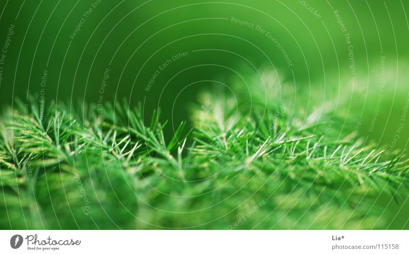 Christmas green Green Plant Nature Macro (Extreme close-up) Easy Fresh Delicate Branchage Twigs and branches Soft Fine Peace Smooth Fir tree Blur