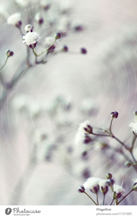 flower frame Nature Plant Spring Garden White Blossom Flower Growth Frame Shallow depth of field Soft Smooth Esthetic Romance Birthday Baby's-breath Grief