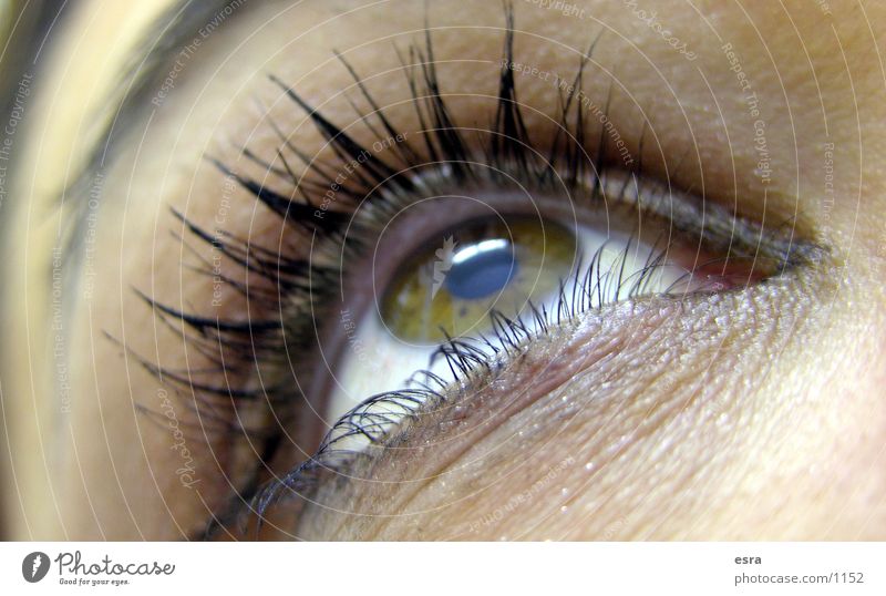 My look Eyelash Pupil Eyebrow Close-up Woman Looking Eyes Detail