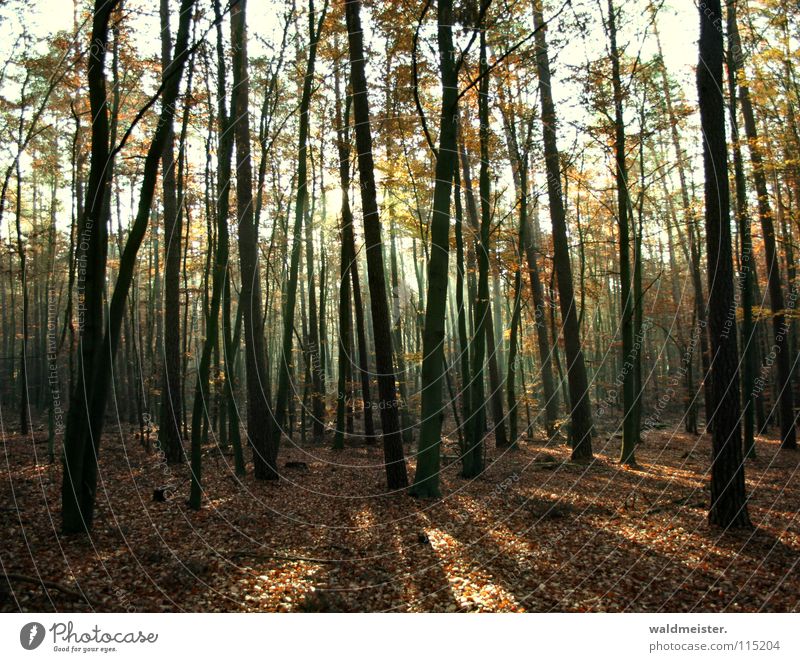 autumn forest Forest Tree Autumn Light Morning Damp Fairy tale Enchanted forest Enchanted wood Romance Mystic Fog Shadow Beam of light Magic