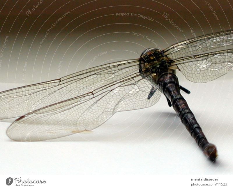 delicate wings Dragonfly Insect Wing Death Close-up