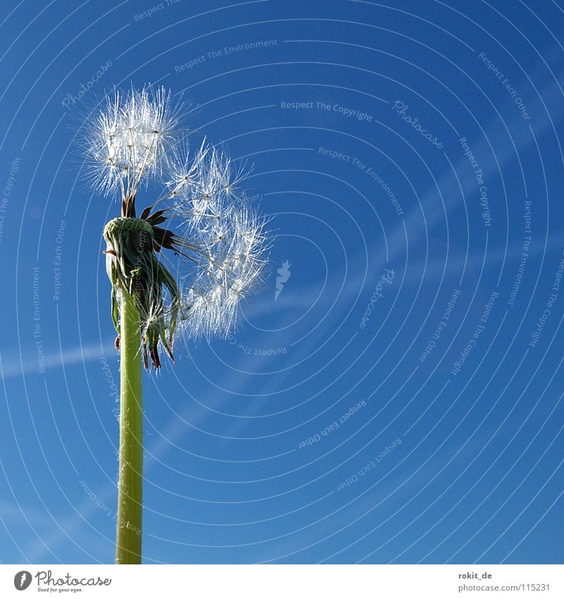 The last remnant Dandelion Blow Summer Vapor trail Stalk Remainder Green Easy Ease jump Jet Faded Doomed Flying Blue fly away