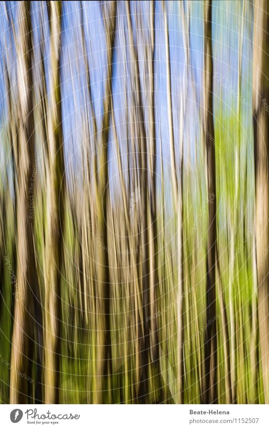 primeval forest Elegant Style Nature Landscape Sky Summer Beautiful weather Plant Tree Growth Esthetic Exotic Tall Long Blue Brown Green Perspective