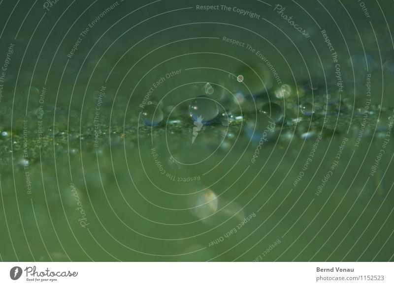 water pearls Water Drops of water Plant Leaf Blue Green Small Sphere Transparent Ball Dew Colour photo Macro (Extreme close-up) Deserted Copy Space top