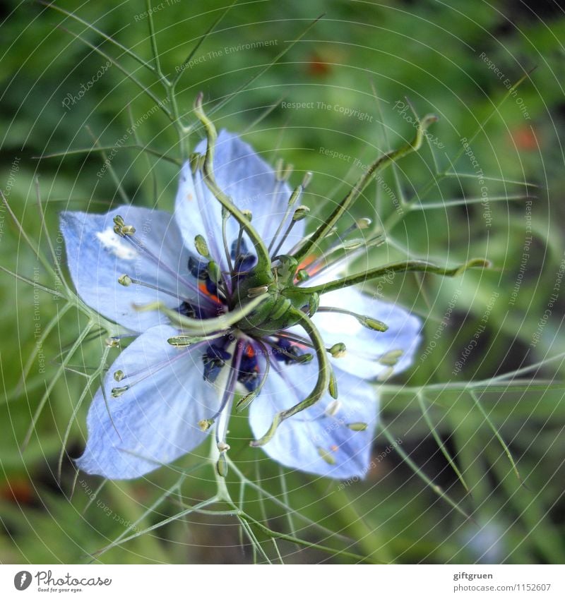 nigella damascena Plant Summer Flower Blossom Garden Meadow Blossoming Growth Esthetic Beautiful Emotions Happy Joie de vivre (Vitality) Love-in-a-mist Blue