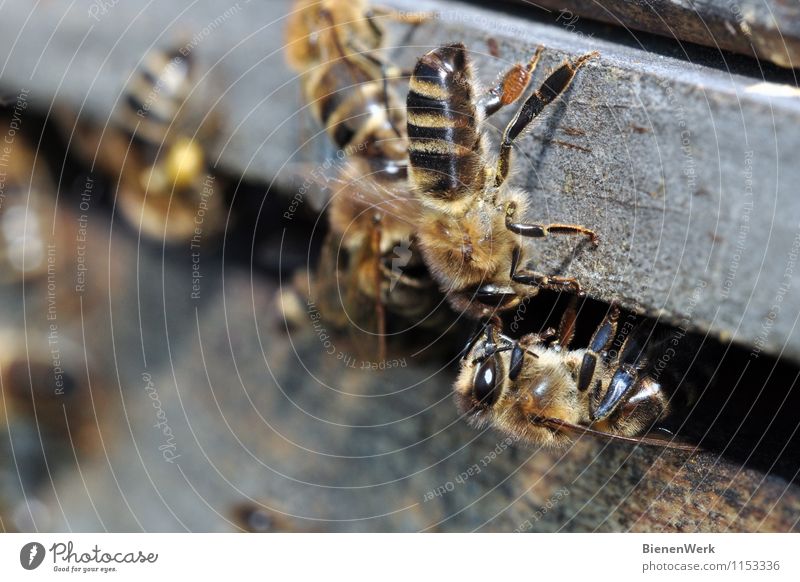 nectar delivery Animal Farm animal Wild animal Bee 2 Feeding Exceptional Fantastic Healthy Brown Yellow Gold Gray Black Silver Willpower Watchfulness Diligent