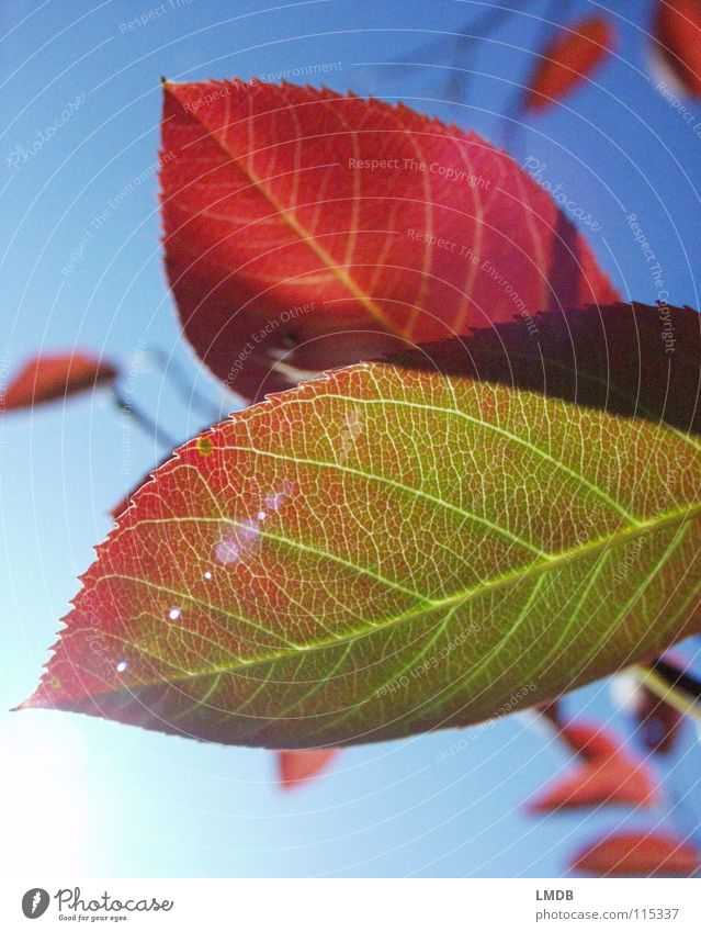 Autumn foliage 2 Leaf Tree Plant Red Green Yellow September October Seasons Light Force Transience Reflection Sky Blue To fall Lamp Colour Contrast Dyeing