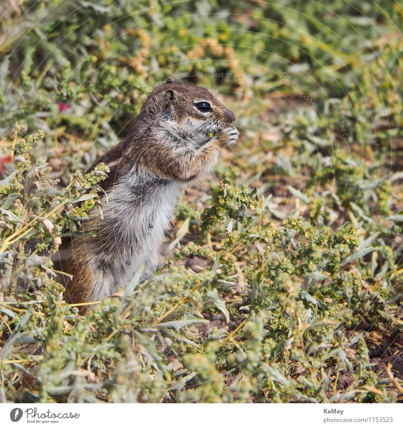 Look into the distance... Nature Animal Wild animal Atlas croissant Rodent 1 Observe To feed Stand Cuddly Natural Curiosity Cute Brown Voracious erect peep