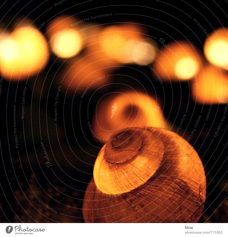 interior lighting Snail shell Light Lighting Physics Fairy lights Neighbor Dark Round Fragile Beautiful Flat (apartment) Animal Macro (Extreme close-up)