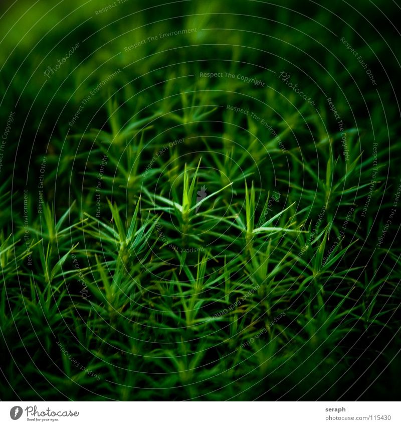 Moss Stars Plant Green Background picture Encalypta Ground cover plant Spore Symbiosis Nature sporophyte micro Lichen Macro (Extreme close-up) Botany Growth