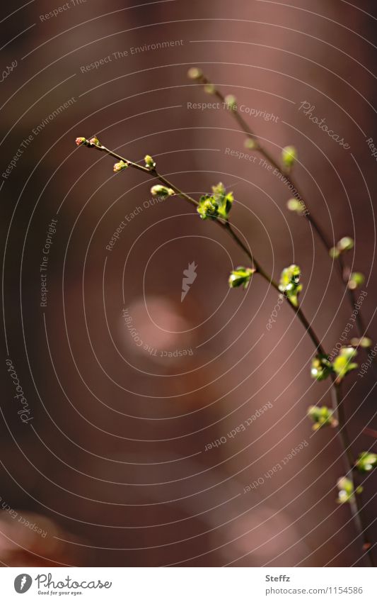 Spring branches in April Spring Branches spring awakening young shoots new shoots delicate leaves Plantlet Seasons Nature's cycle Leaf bud Twig spring mood