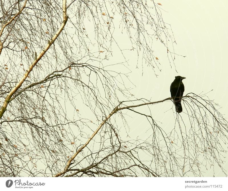 abracadabra Crow Raven birds Bird Tree Leaf Leafless Winter Autumn Crouch Crouching Room Bad weather Clouds Calm Relaxation Grief Boredom Break Dangerous