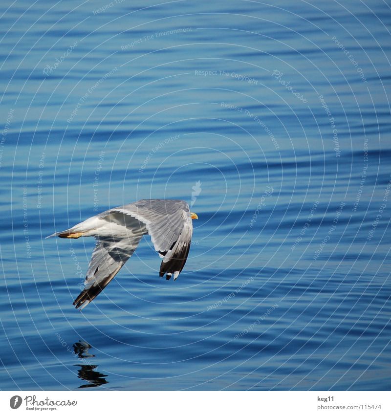 take off ... Bird Elba Vacation & Travel Ocean Beach Waves Sardinia Italy Coast Sky Water Flying Nature Blue Wind Joy Weather Mountain sea Sailing Dynamics