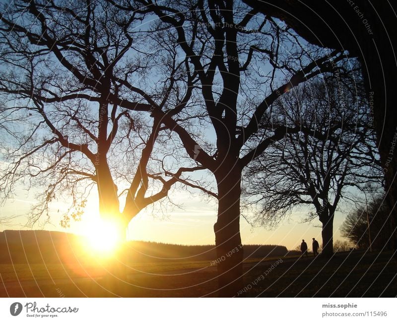 It's autumn, franz. Colour photo Exterior shot Evening Sunbeam Sunrise Sunset Calm Nature Landscape Sky Autumn Weather Beautiful weather Tree Meadow Forest