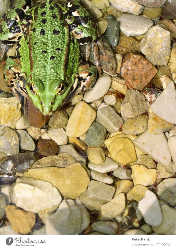 green monster Green Pond Wet Pebble Animal Small Smoothness Jump Hop Living thing Monster Frogger Flashy Gaudy Lake Garden pond Cold Calm Exterior shot