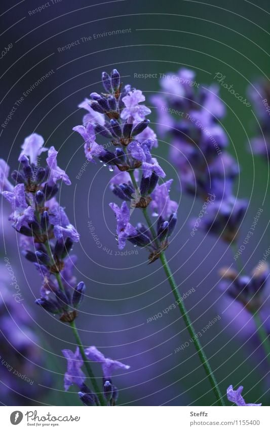 flowering lavender as a mood enhancer Lavender lavender flowers lavender blossom Summer bloom Romance colour mood aromatic plant Fragrance June July heyday