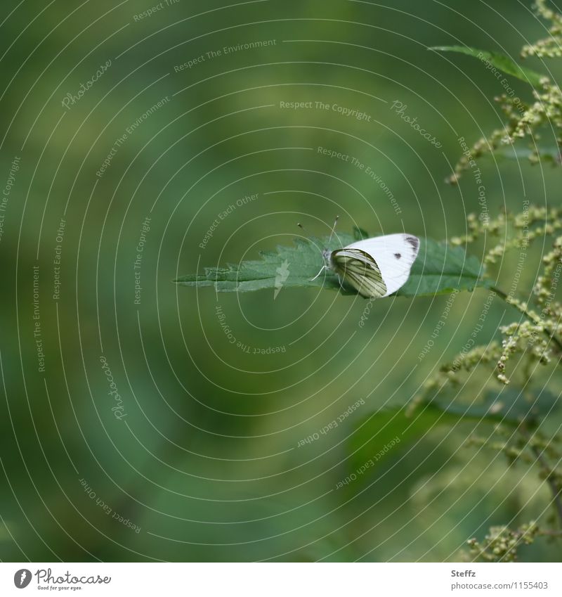 Weightless on a stinging nettle Stinging nettle green oasis Butterfly Green tones tranquillity Idyll Break in the country Green idyll Ease medicinal plant