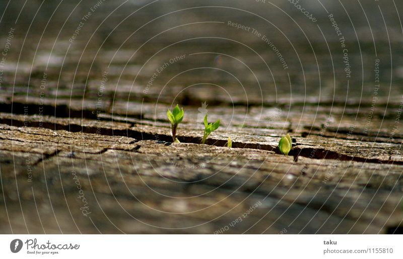 ...PURE LIVING... Nature Landscape Plant Elements Spring Tree Grass Leaf Foliage plant Wild plant Forest Authentic Infinity Natural Strong Brown Green Moody